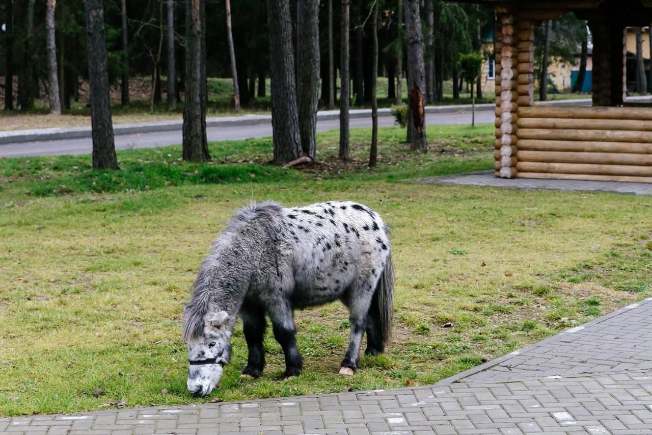 Отель Baza otdykha Chaika Жодино-28